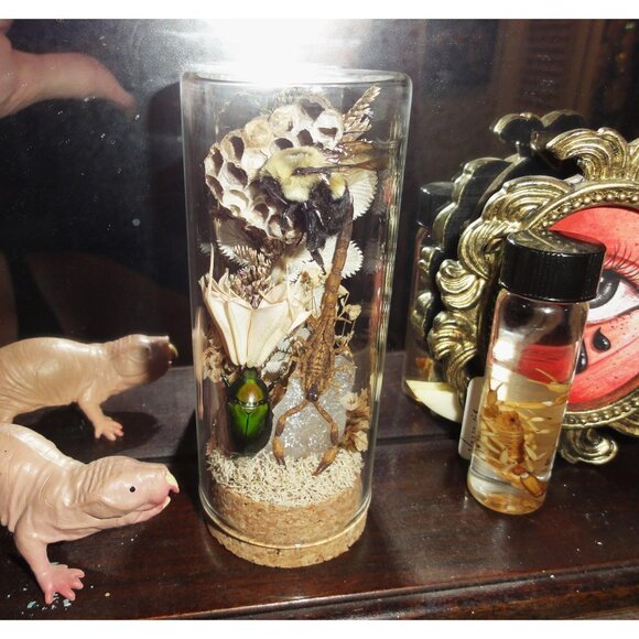 Scorpion Green Chafer Beetle Wasp Nest Bee & Crystal Oddity Jar taxidermy - Picture 4 of 16